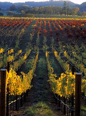 Autumnal vineyard of Field Stone Winery Healdsburg Sonoma Co California    Alexander Valley AVA