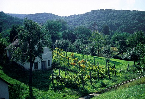 Small vineyard in the Mecsekhegy hills   in the Mecsekalja wine region  Hungary