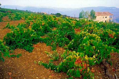 Vineyard near Beirut Lebanon