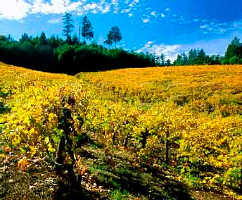 Autumnal hillside vineyard of Hans Faden  Calistoga Napa Co California