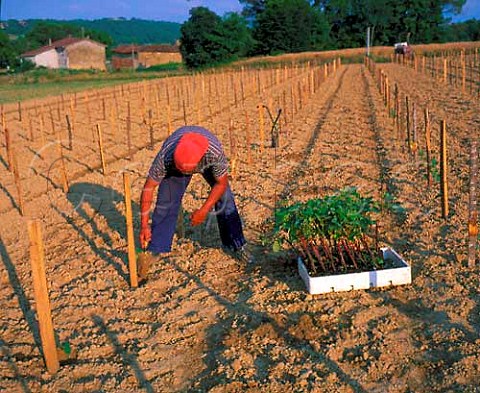 Patrick Priam planting Tannat vines   near Aignan Gers France   Ctes de StMont