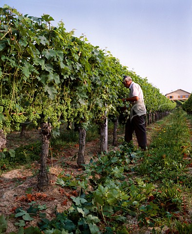 Leaf plucking in summer to allow sunlight to reach   the grapes   Domaine Barrjat Madiran   PyrnesAtlantiques France    Madiran