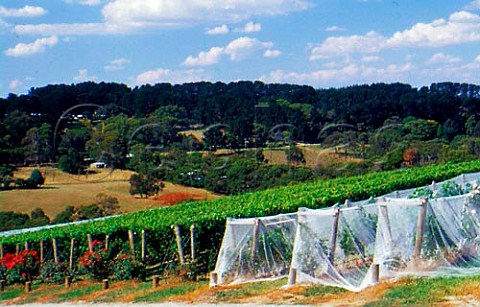 Antibird netting on vineyard of Paringa   Estate Red Hill South Victoria   Australia   Mornington Peninsula