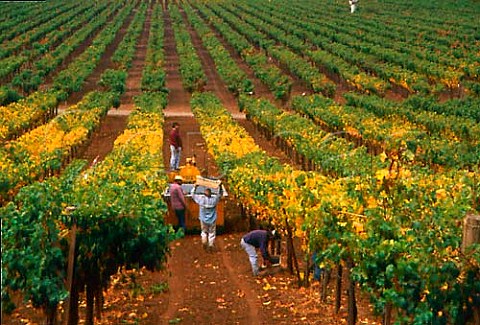 Grape harvest at Stags Leap Wine   Cellars Napa Valley California  Stags Leap AVA