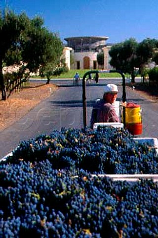 Grape harvest at Opus One winery   Oakville Napa Co California