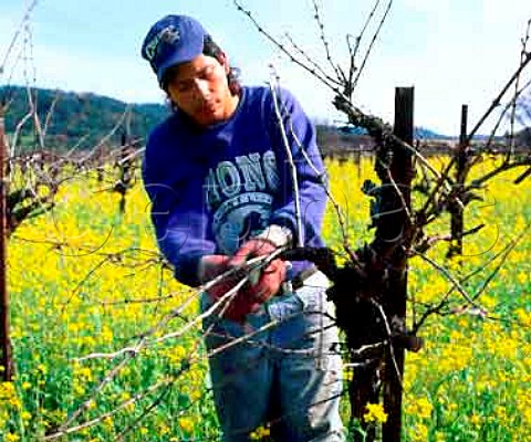 Winter pruning amidst the mustard in vineyard of  Charles Krug St Helena Napa Valley California