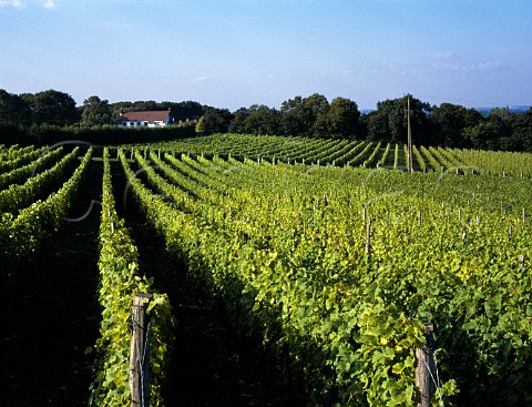 Ditchling Vineyards Ditchling  East Sussex England