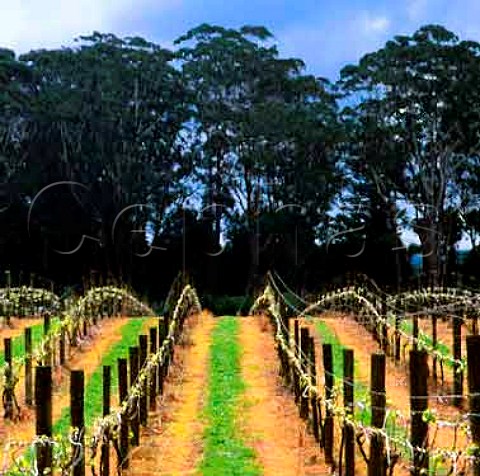Vineyard of Marsden Estate Kerikeri New Zealand    Northland