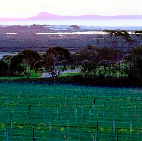 New vineyard of Carrington Estate Kaitaia  New Zealand    Northland