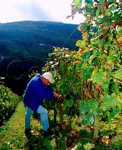 Harvesting Blauer Sylvaner grapes in the Hllenberg   vineyard above Assmannshausen Germany     Rheingau