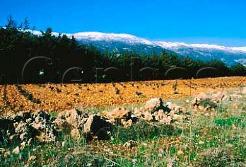 Winter in vineyard of Chateau Musar at   Aana in the Bekaa Valley Lebanon