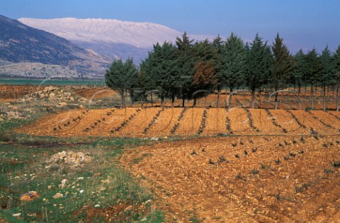 Winter in vineyard of Chateau Musar at   Aana in the Bekaa Valley Lebanon