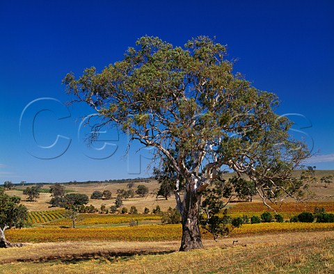 Gum tree amidst autumnal vineyards of Mountadam on the High Eden Ridge Eden Valley South Australia Eden Valley