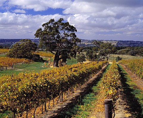 HillSmith vineyard of Yalumba Eden Valley   South Australia   Eden Valley