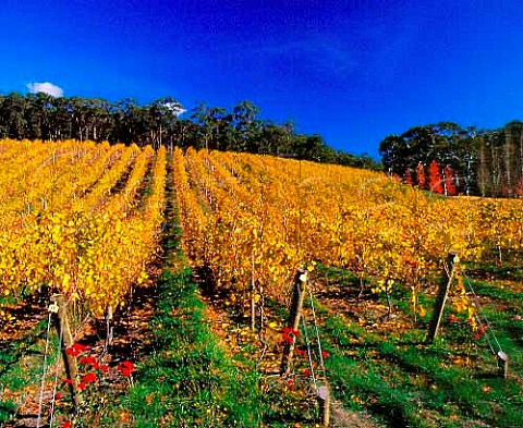 Autumnal vineyard of Nepenthe Lenswood  South Australia     Adelaide Hills