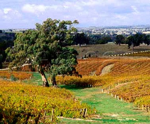 Autumnal Woodbury Vineyard of Tollana  Eden Valley South Australia    Eden Valley