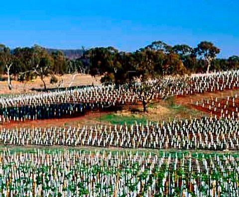 Newly planted vineyard near Sevenhill  South Australia    Clare Valley