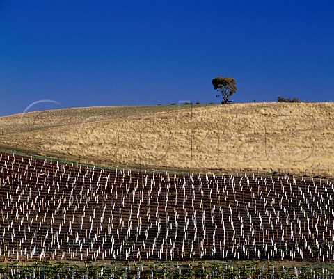 Newly planted vineyard near Sevenhill  South Australia    Clare Valley