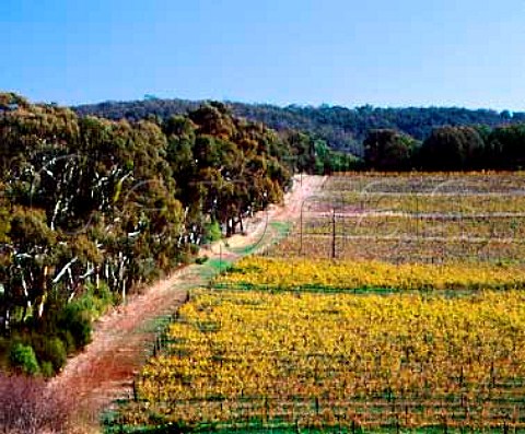 Waninga Vineyard in the autumn Sevenhill   South Australia    Clare Valley