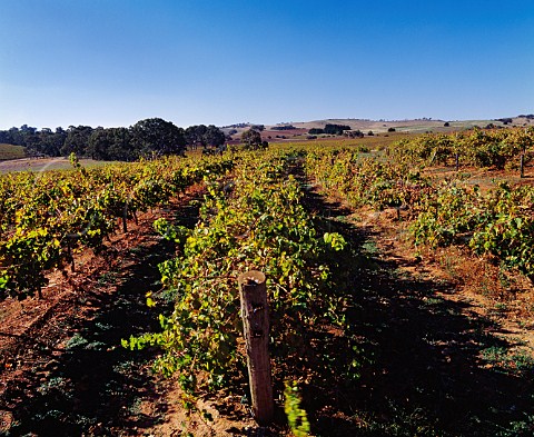 Riesling vineyard of Mount Horrocks   Watervale South Australia Clare Valley