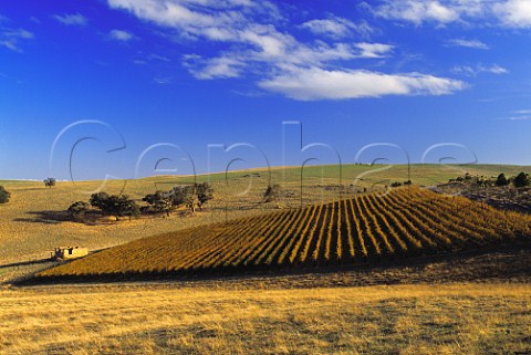 Jeff Grossets Gaia Vineyard  planted with Cabernet Sauvignon  Cabernet Franc  at an elevation of 570 metres on the slopes of Mount Horrocks Penwortham South Australia     Clare Valley