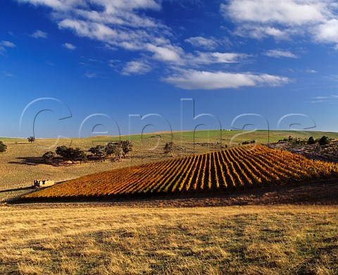 Jeff Grossets Gaia Vineyard  planted with Cabernet   Sauvignon  Cabernet Franc  at an elevation of 570 metres on the slopes of Mount Horrocks Near Penwortham South Australia     Clare Valley
