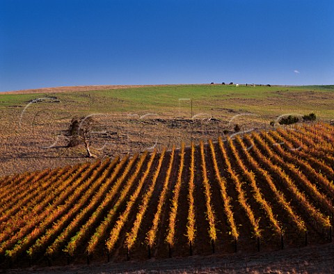 Gaia Vineyard of Jeff Grosset planted with Cabernet  Sauvignon and Cabernet Franc at an altitude of 570  metres on the slopes of Mount Horrocks Penwortham South Australia     Clare Valley