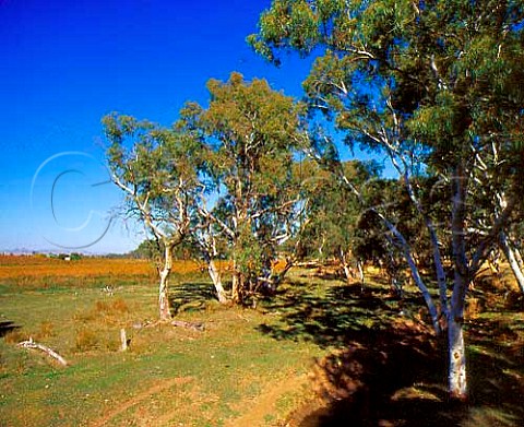 Eucalyptus trees line the banks of the North Para   River alongside vineyard at Tanunda South Australia   Barossa Valley