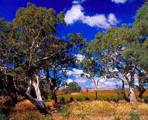 Gum trees on the banks of Jacobs Creek from which Orlando took the name for its world famous brand    Rowland Flat South Australia   Barossa Valley