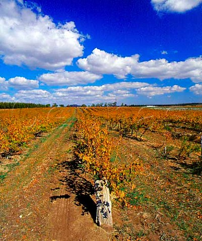 Autumnal Riesling vineyard of Orlando    Rowland Flat South Australia    Barossa Valley