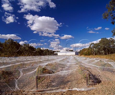 Bird netting protecting vineyard by Peter Lehmann   winery Tanunda South Australia   Barossa Valley