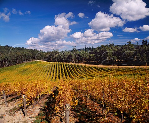 Autumnal Sauvignon Blanc vineyard of Nepenthe   Lenswood South Australia   Adelaide Hills
