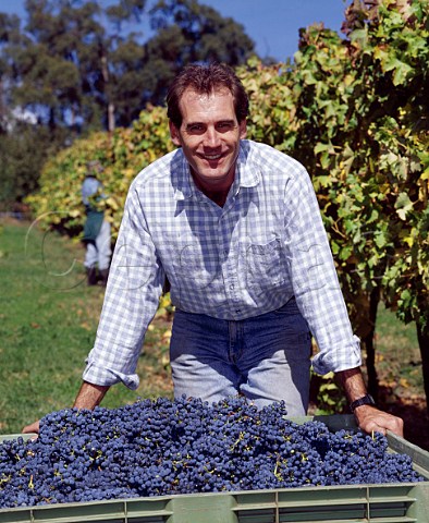Peter Leske winemaker with harvested  Cabernet Sauvignon grapes Lenswood   South Australia   Adelaide Hills