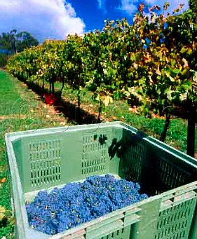 Harvested Cabernet Sauvignon grapes for Nepenthe   Lenswood South Australia      Adelaide Hills