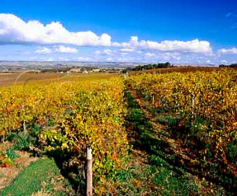 Autumnal vineyard of dArenberg Wines   McLaren Vale South Australia    McLaren Vale