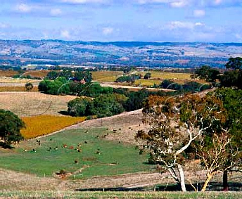 Cattle grazing by autumnal vineyard  near McLaren Vale South Australia      McLaren Vale