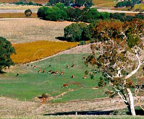 Cattle grazing by autumnal vineyard  near McLaren Vale South Australia      McLaren Vale