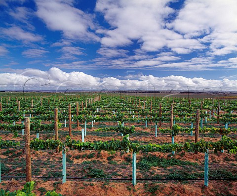 New vineyard of Orlando planted to provide grapes for their Jacobs Creek brand Langhorne Creek South Australia