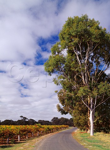 Gum trees by autumnal Cabernet Sauvignon vineyard of Lake Breeze Wines Langhorne Creek South Australia Langhorne Creek