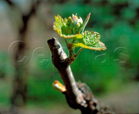 First leaves of spring on Cabernet Sauvignon vine of   Silver Oak Cellars Oakville Napa Valley   California