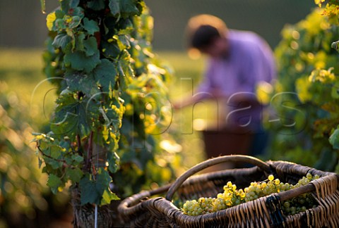 Harvesting Chardonnay grapes into a  traditional wicker basket in vineyard of  Louis Latour on the Hill of Corton  AloxeCorton Cte dOr France  Corton Charlemagne