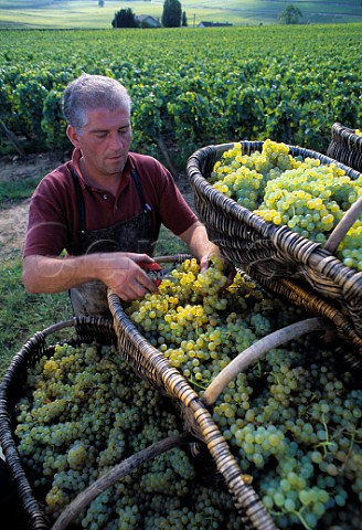 Olivier Menager with traditional wicker   baskets of Chardonnay grapes in vineyard   of Louis Latour on the Hill of Corton   AloxeCorton Cte dOr France  Corton Charlemagne