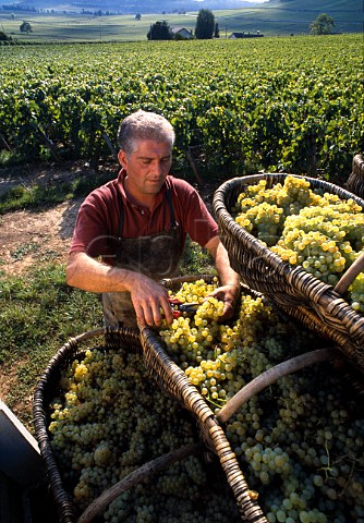 Olivier Menager with traditional wicker  baskets of Chardonnay grapes in vineyard  of Louis Latour on the Hill of Corton  AloxeCorton Cte dOr France  Corton Charlemagne