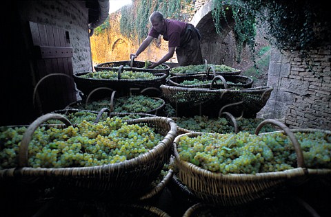 Harvested Chardonnay grapes in traditional wicker baskets arrive at Louis Latours Chteau de Grancey AloxeCorton Cte dOr France   Corton Charlemagne