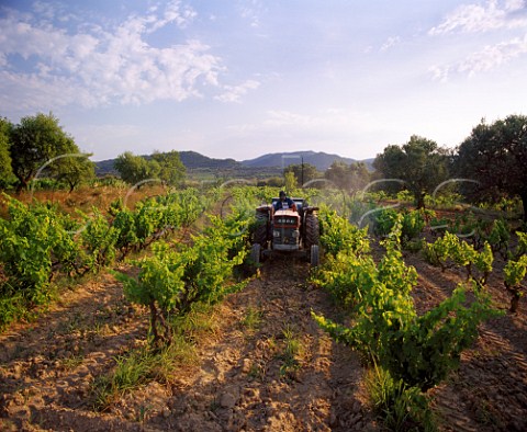 Spraying in vineyard at Salas Altas Aragon Spain   Somontano