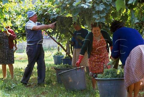 Grape harvest Soave Veneto Italy
