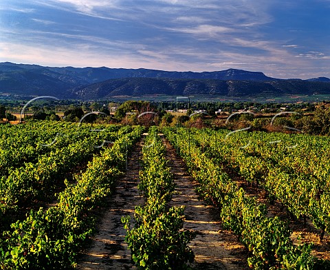 Vineyard above Aniane Hrault France