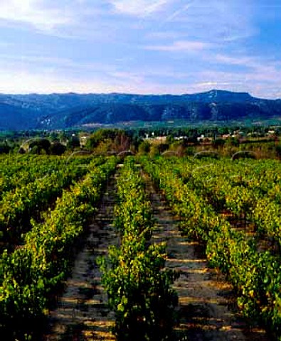 Vineyard above Aniane Hrault France