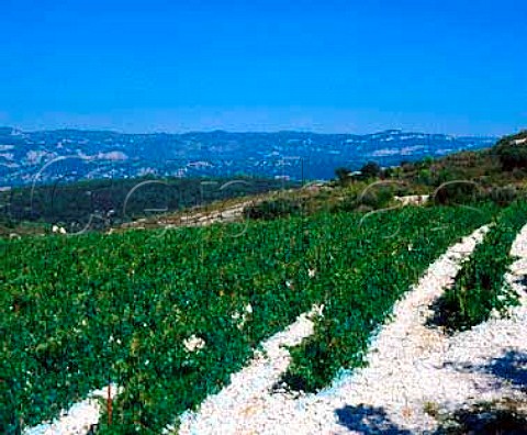 Cabernet Sauvignon vineyard of   Domaine La Grange des Pres   Aniane Hrault France