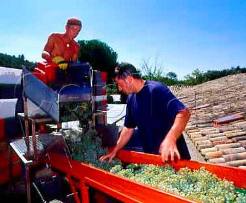 Samuel Guibert sorting Petit Manseng grapes as they   arrive at the chais of Mas de Daumas Gassac Aniane   Hrault France